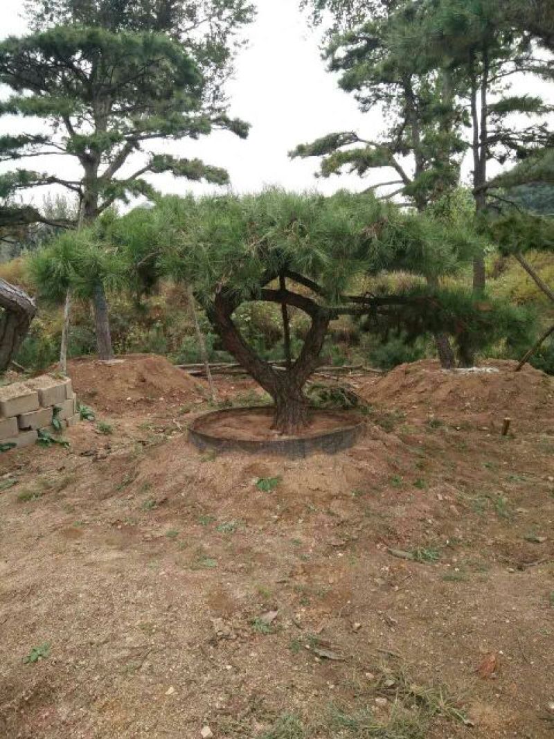 造型松10公分