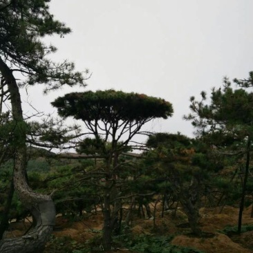 造型松10公分