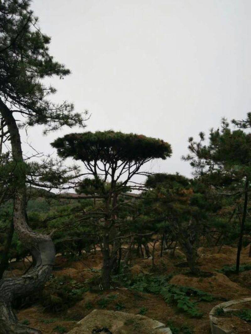 造型松10公分