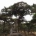 造型松10公分