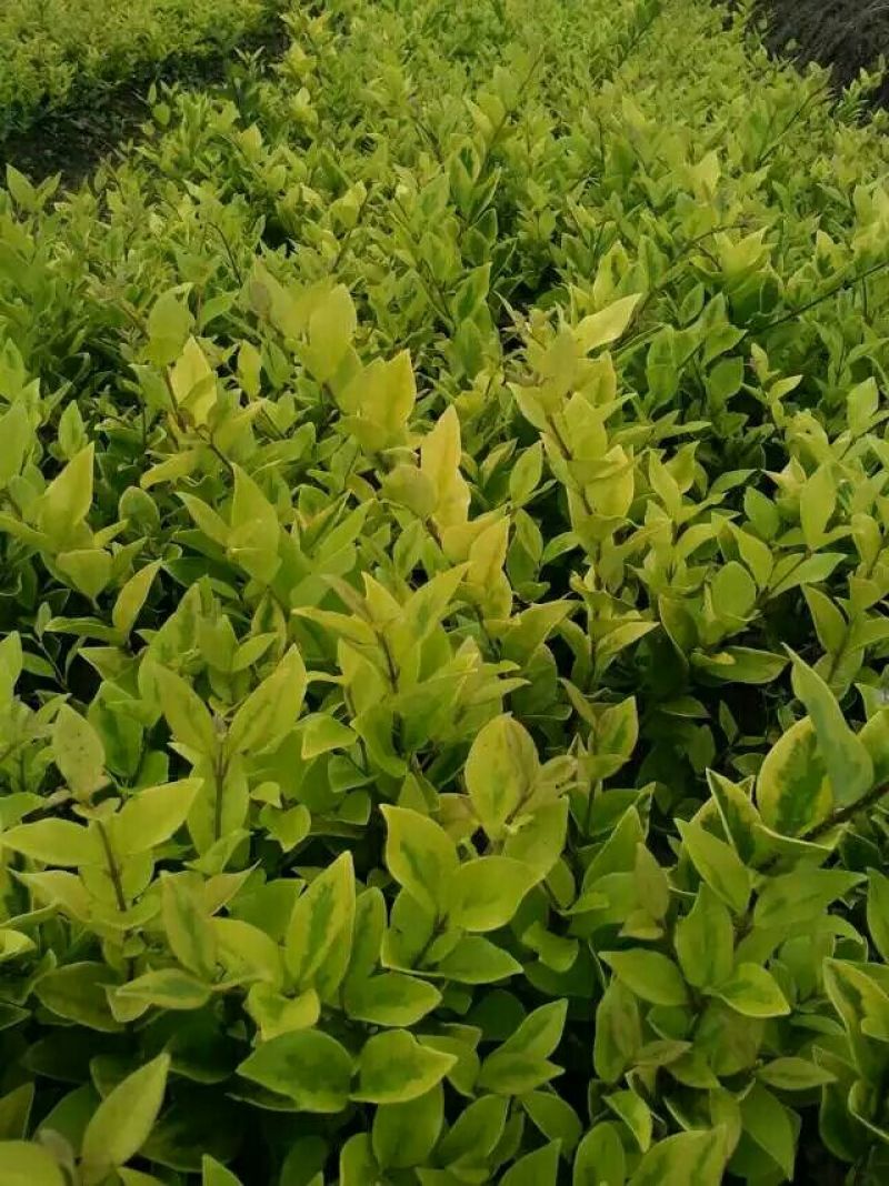 红叶石楠大小杯苗