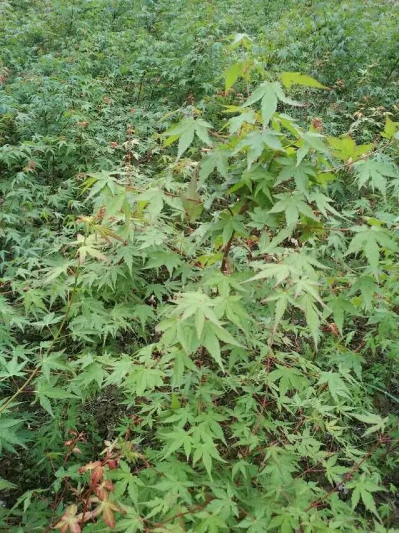 红叶石楠大小杯苗