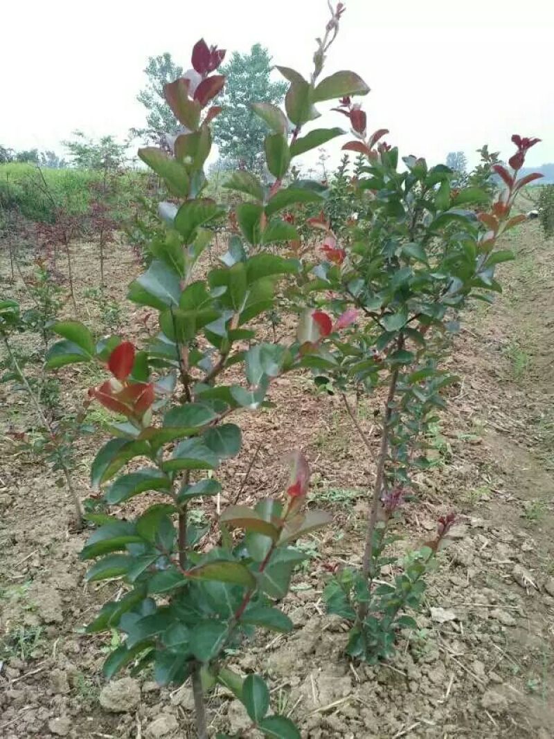 红叶石楠大小杯苗