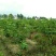 无花果树3~5m