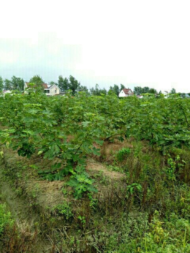 无花果树3~5m
