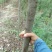 樱花树8~10cm