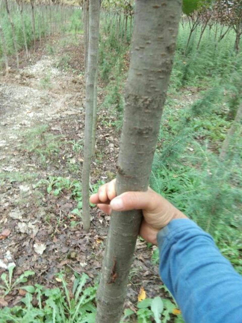 樱花树8~10cm