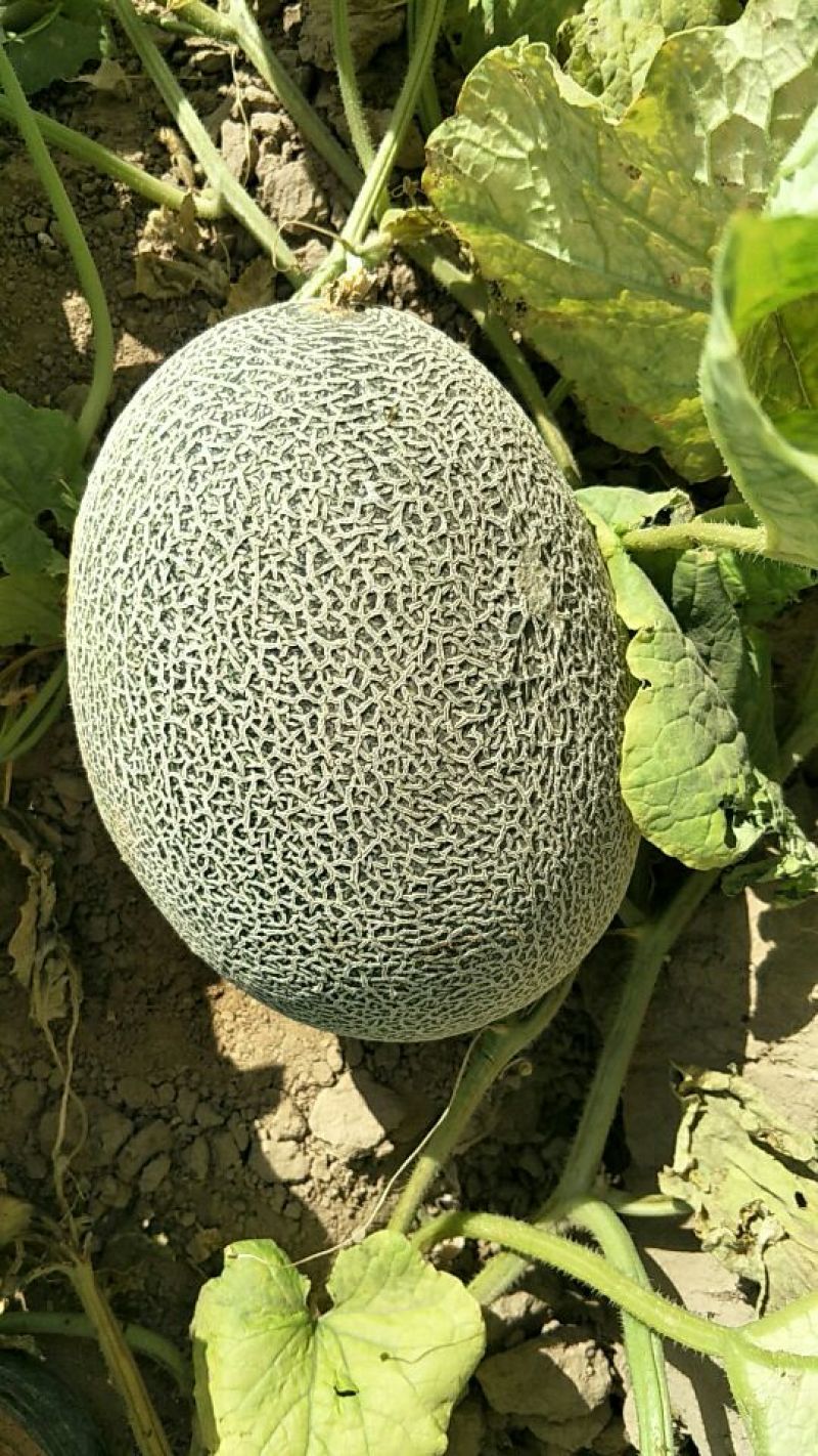 鄯善哈密瓜3斤以上椭圆形