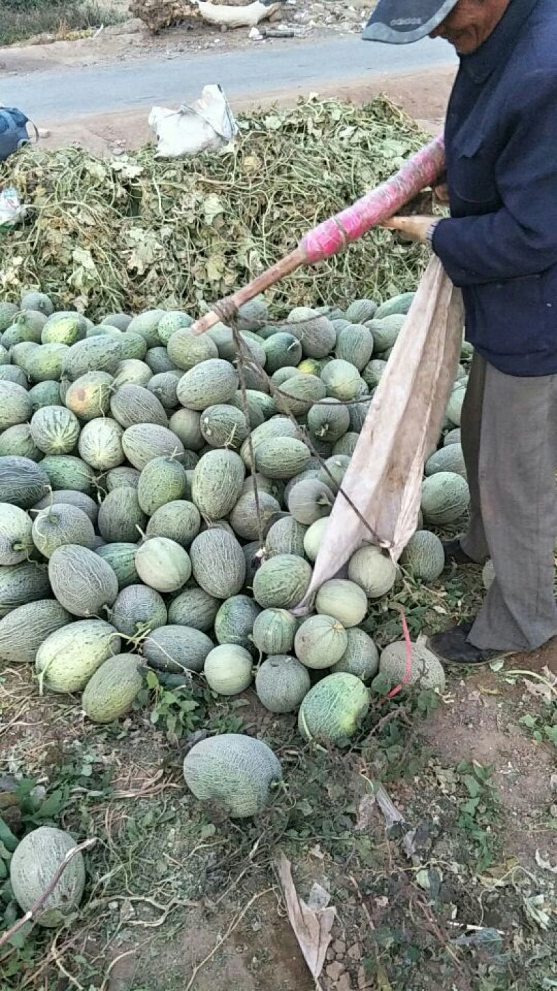 鄯善哈密瓜3斤以上椭圆形