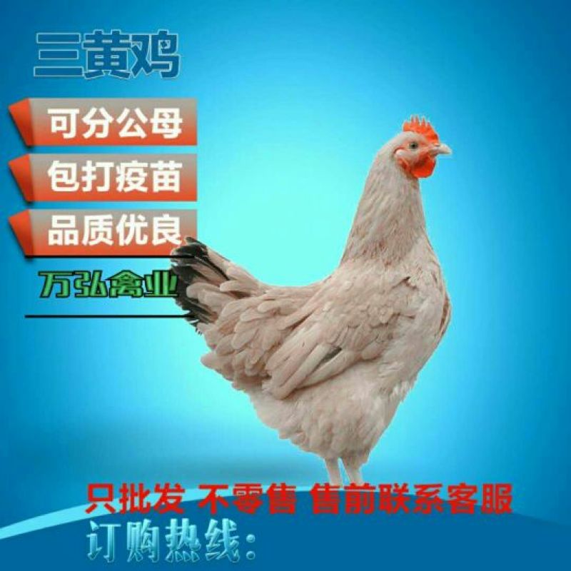 三黄鸡苗出壳苗厂家直销企业店铺认证安全有保障