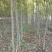 黄山栾树8~10cm8~10cm3.5~4米