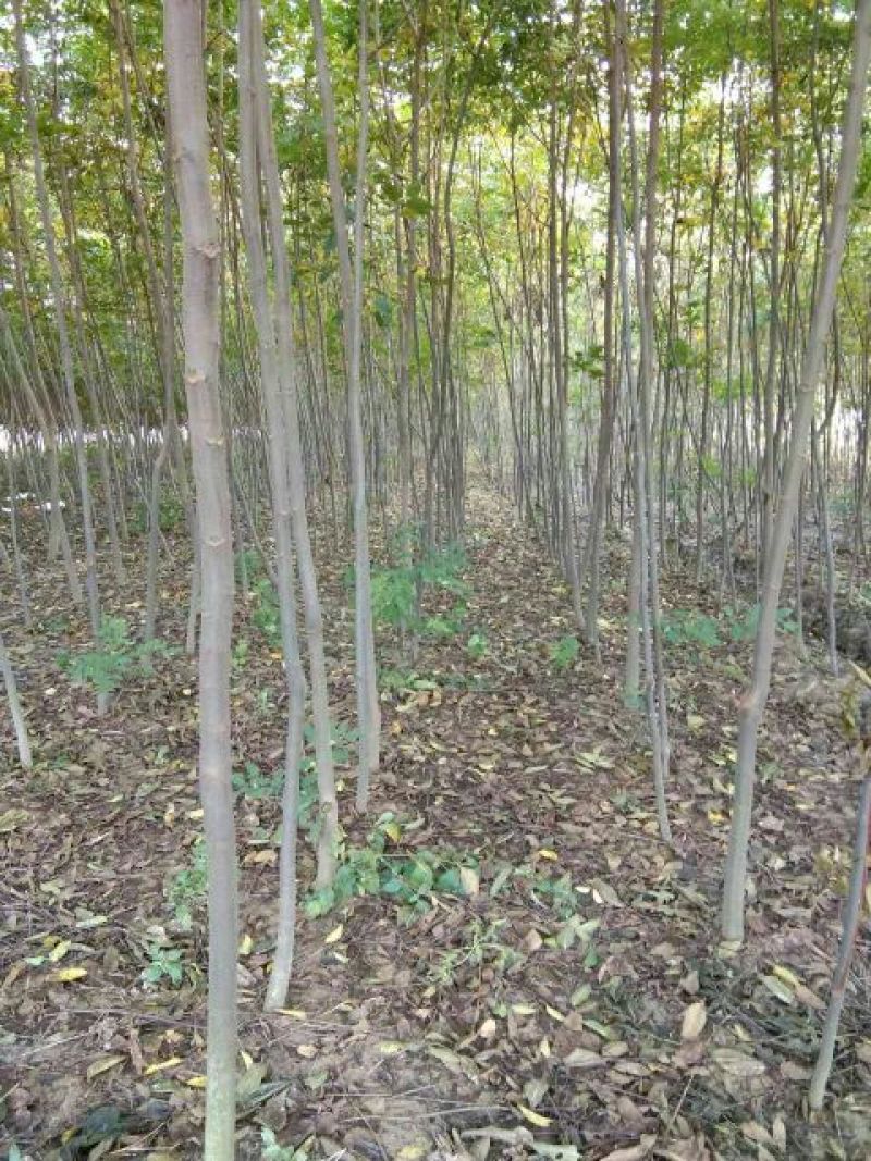 黄山栾树8~10cm8~10cm3.5~4米