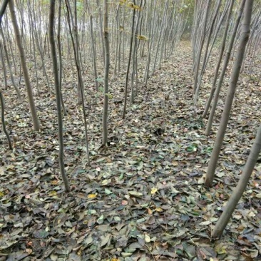黄山栾树8~10cm8~10cm3.5~4米