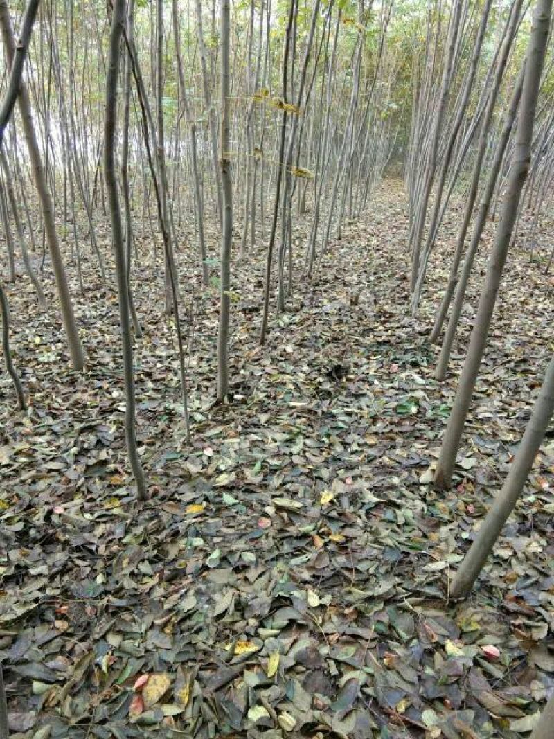 黄山栾树8~10cm8~10cm3.5~4米