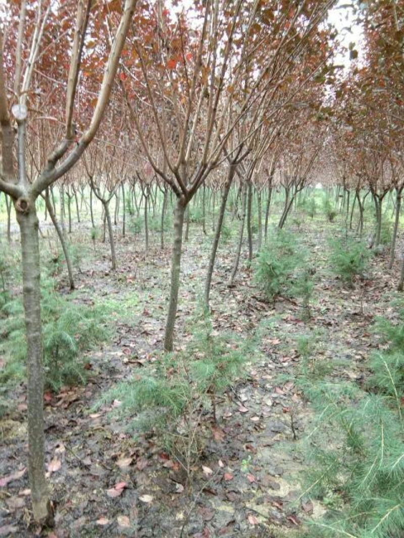 红叶李