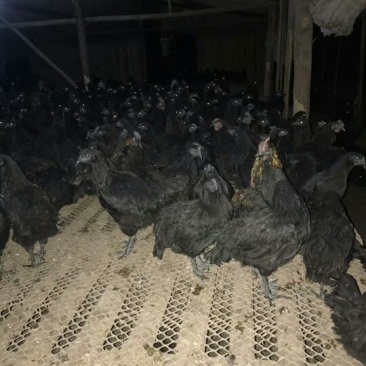 绿壳蛋鸡苗500克以下脱温苗通货