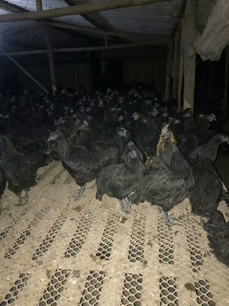 绿壳蛋鸡苗500克以下脱温苗通货