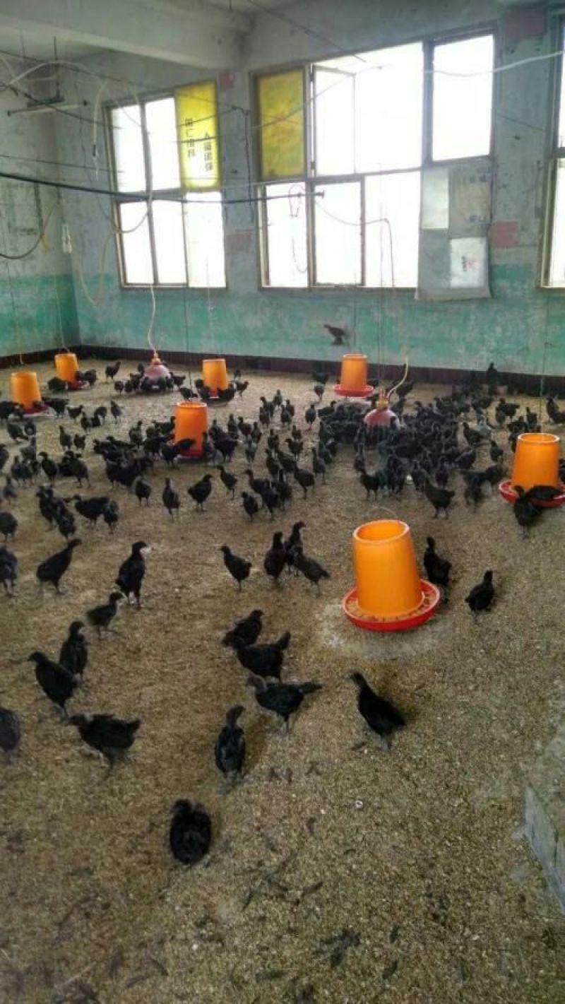 绿壳蛋鸡苗500克以下脱温苗通货