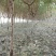 红叶碧桃8~10cm2.5~3米