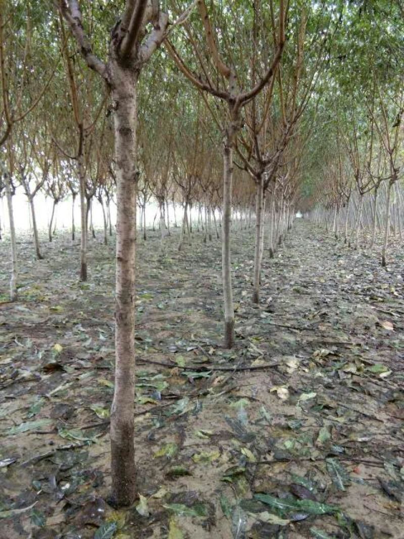 红叶碧桃8~10cm2.5~3米