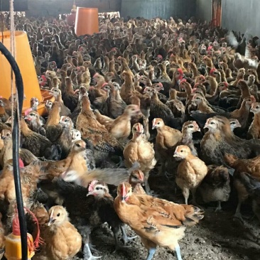 土鸡苗500克以下脱温苗通货