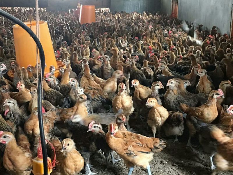 土鸡苗500克以下脱温苗通货