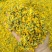 野菊花散装