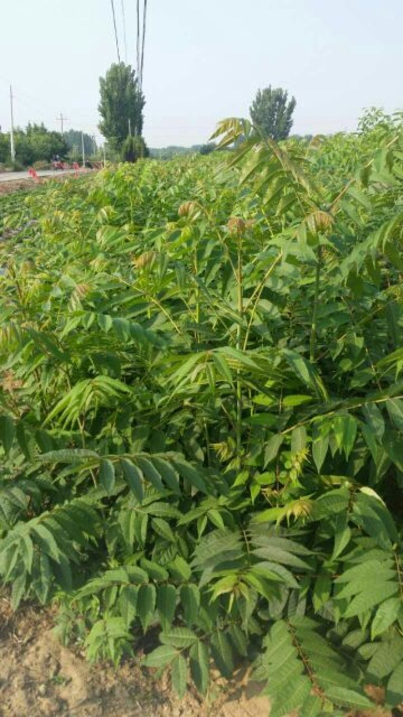 红油香椿苗大棚50~60cm