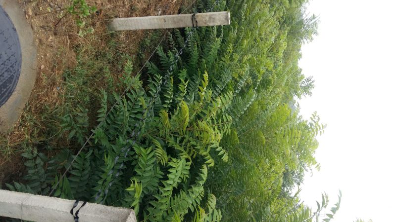 红油香椿苗大棚50~60cm
