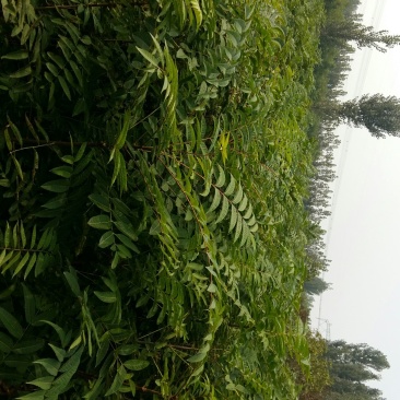红油香椿苗大棚50~60cm