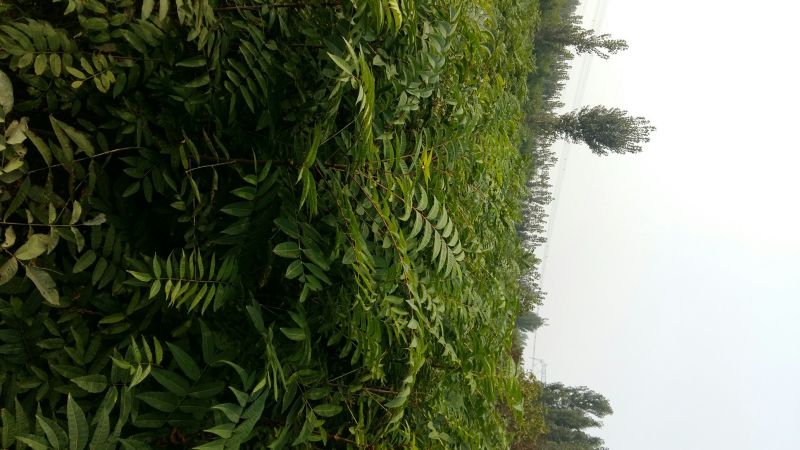 红油香椿苗大棚50~60cm