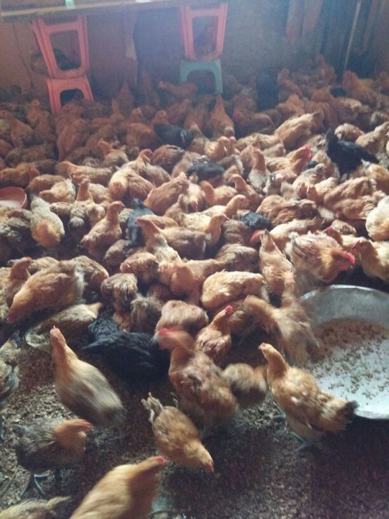 青脚麻鸡苗脱温苗500克以上通货
