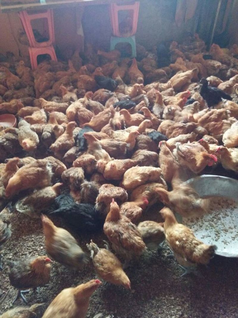 青脚麻鸡苗脱温苗500克以上通货