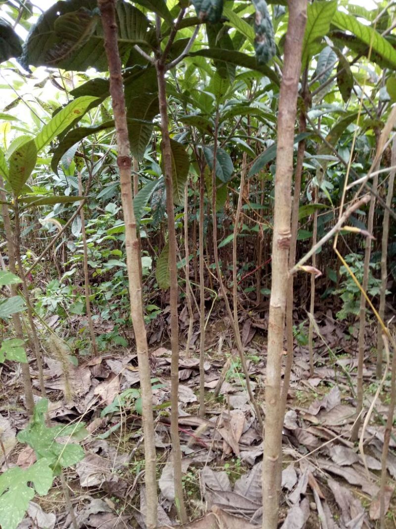 枇杷树苗51~80cm