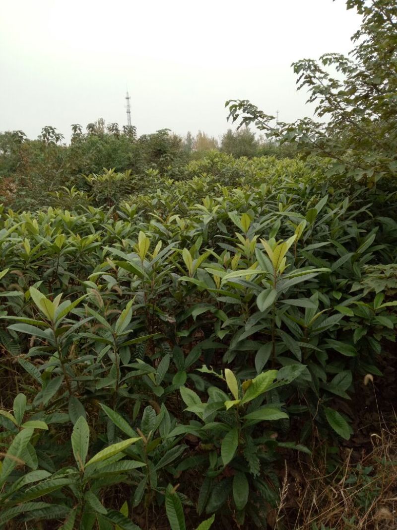 枇杷树苗51~80cm