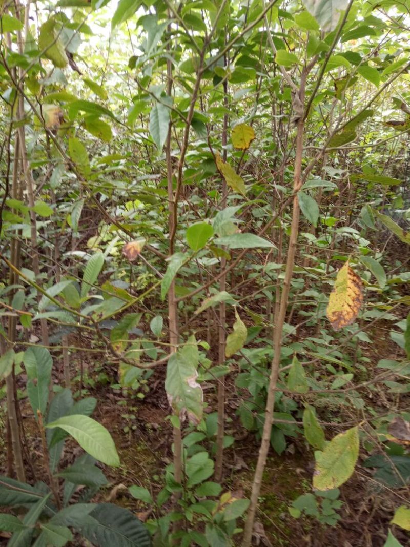 桂花树1米以下2~4cm1.5~2米