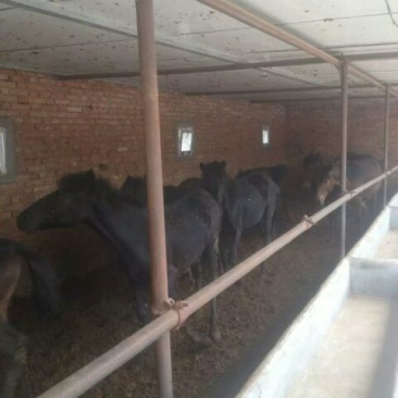 肉马200~300kg