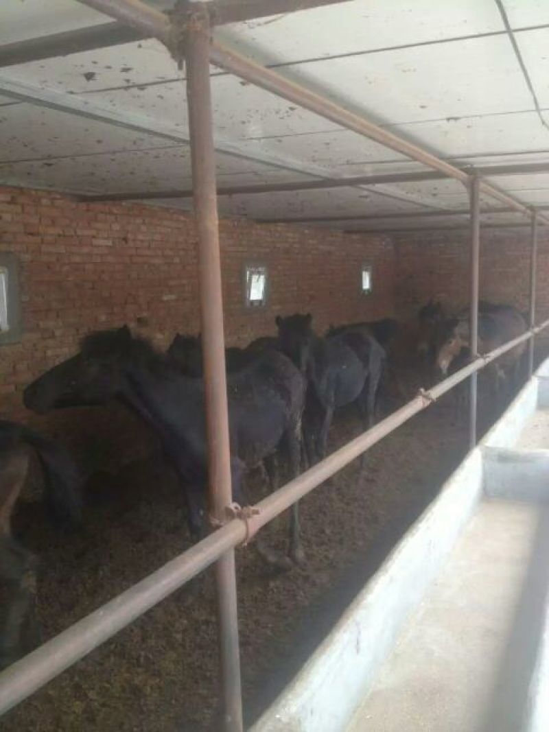 肉马200~300kg