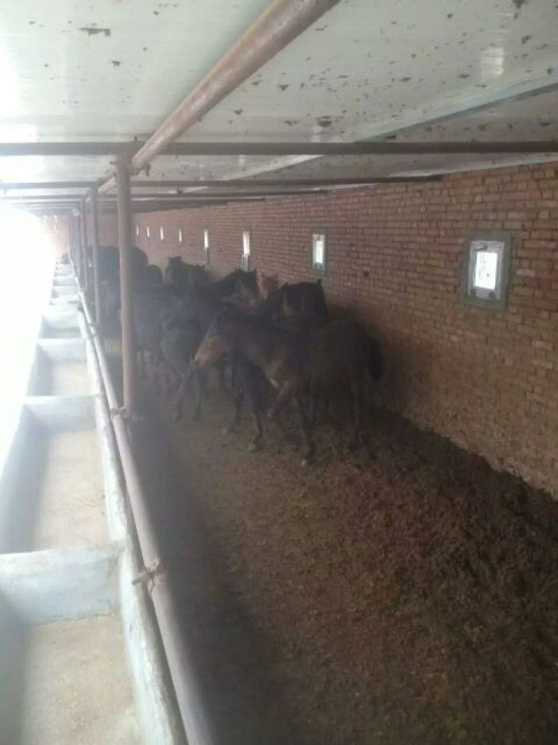 肉马200~300kg