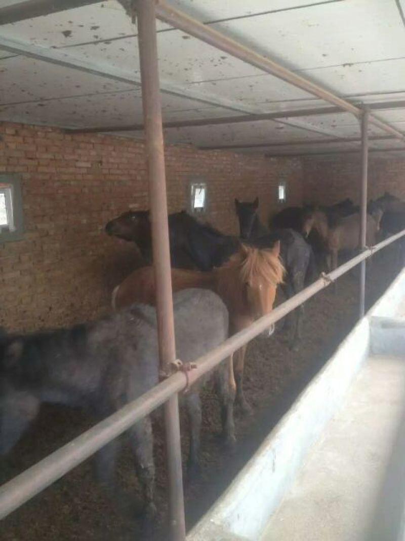 肉马200~300kg