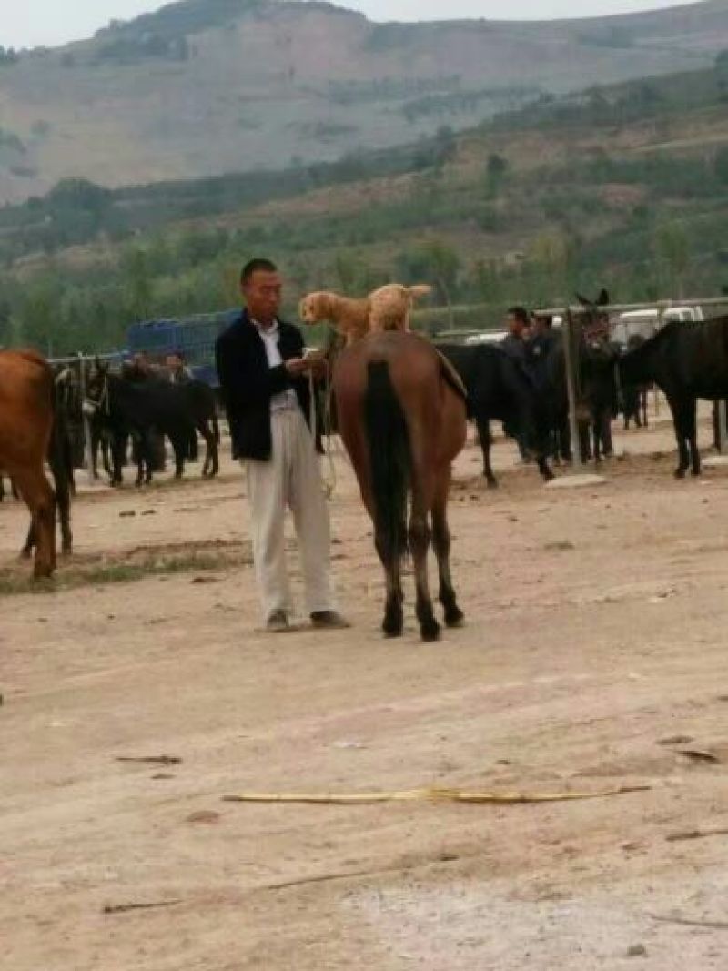 肉马200~300kg