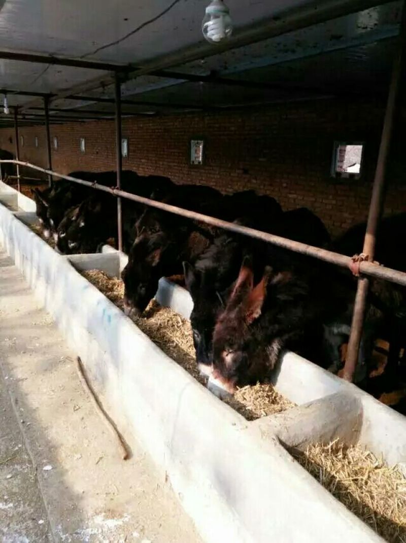 肉马200~300kg