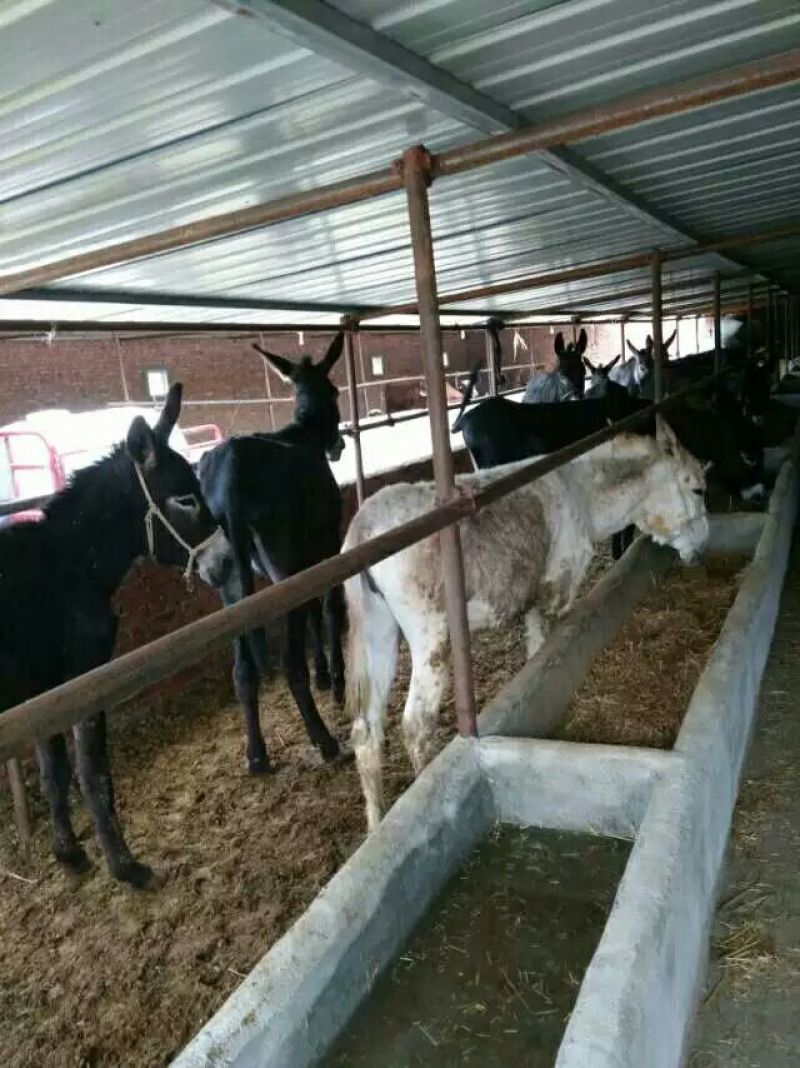 肉马200~300kg