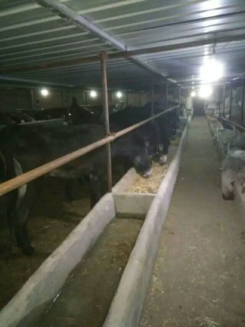 肉马200~300kg