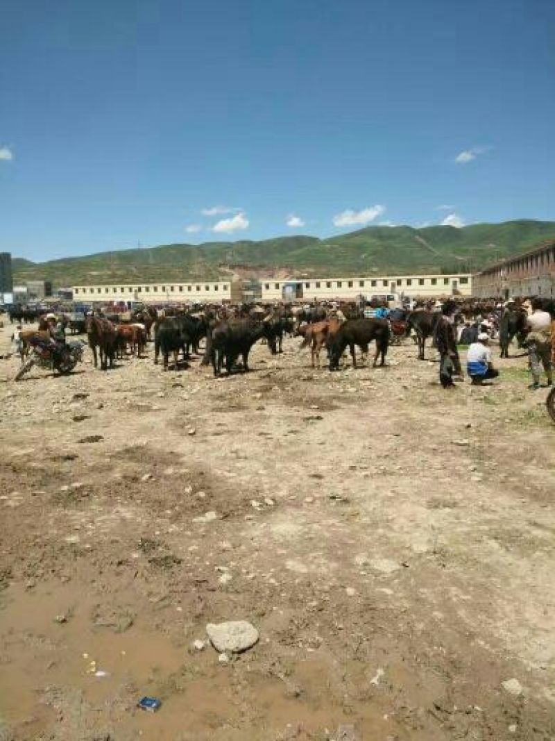 肉马200~300kg