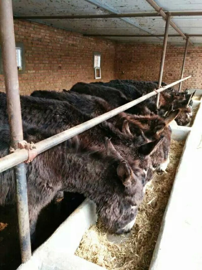 肉马200~300kg