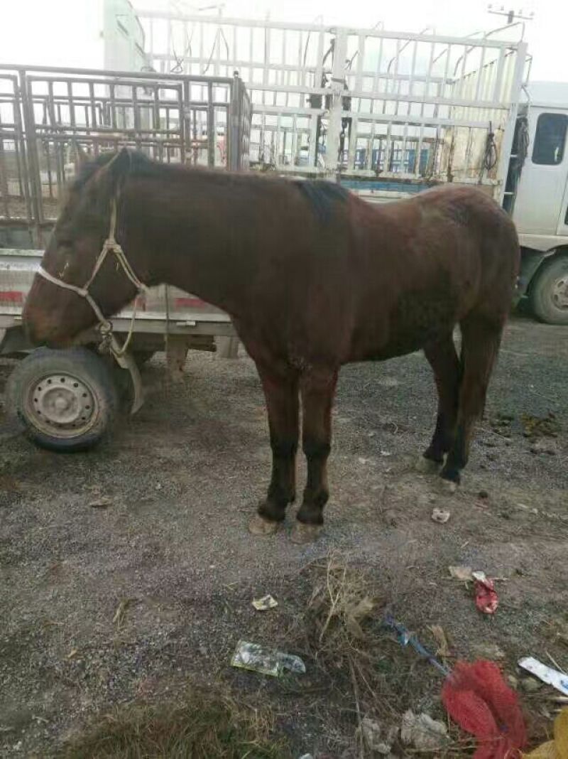 肉马200~300kg