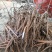 1年白芍苗，赤芍苗，芍药苗点5公分至1公分以上的。