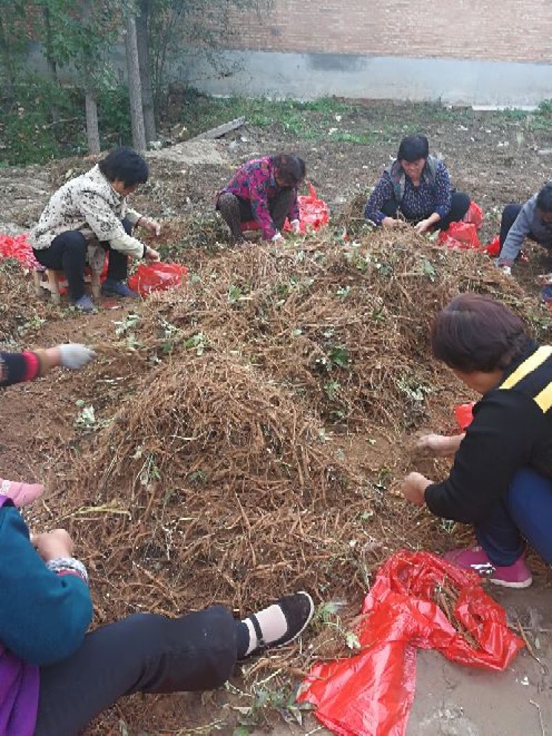 1年白芍苗，赤芍苗，芍药苗点5公分至1公分以上的。