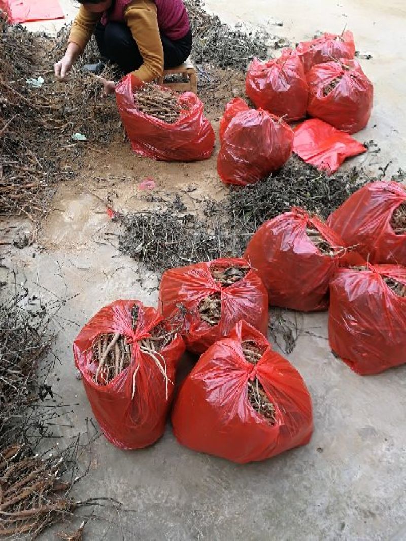1年白芍苗，赤芍苗，芍药苗点5公分至1公分以上的。